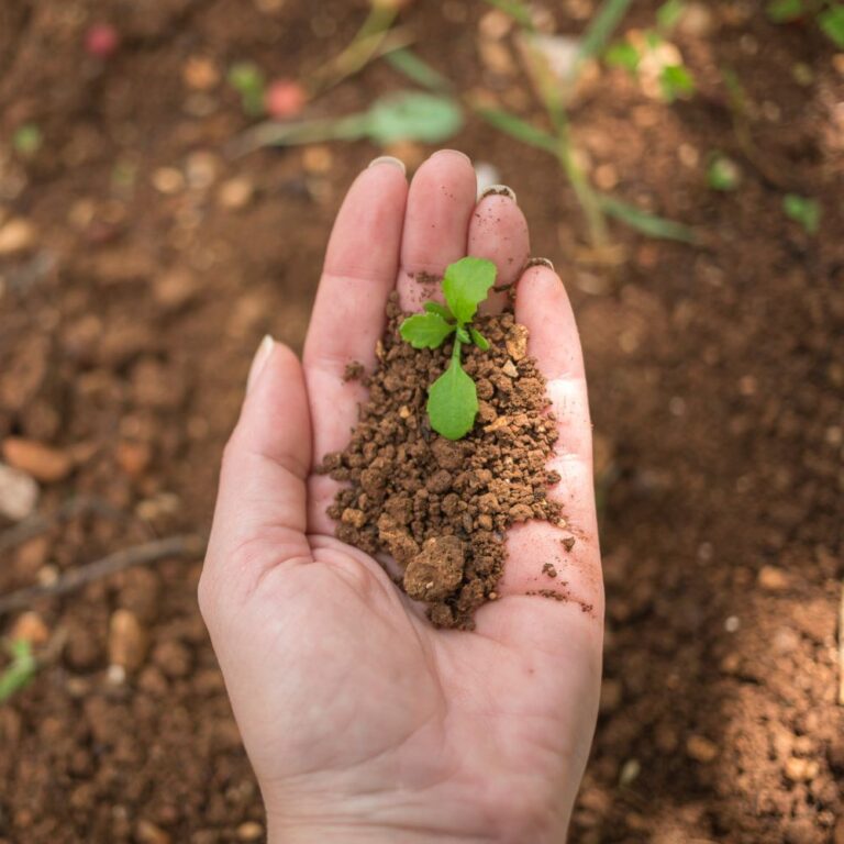 Top 8 specialty fertilizer companies driving innovation in sustainable agriculture
